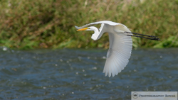 ミノルタ600ｍｍF4の作例｜仙台市　写真撮影のロイヤル